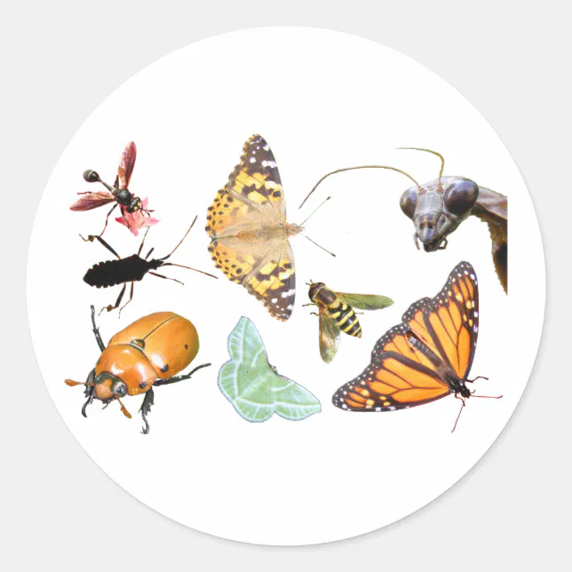 Bug Collage ~ sticker | Zazzle