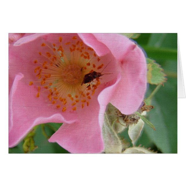 Bug Inside Wildrose Cards (Front Horizontal)