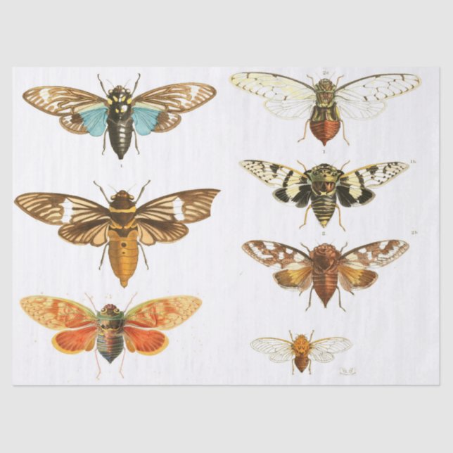 Bug Junk Journal Elements Sheet (Front)
