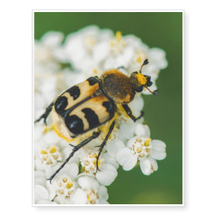 Bug on a white flower macro temporary tattoos