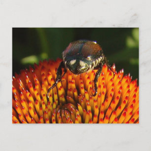 Bug on Flower Closeup Postcard