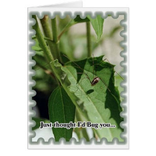 Bug You Cards