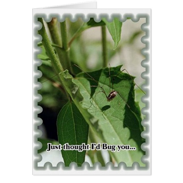 Bug You Cards (Front)