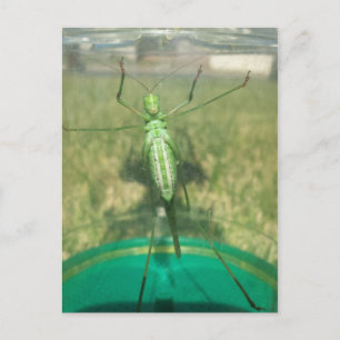 Buggy 1 - educatedbrainfart postcard