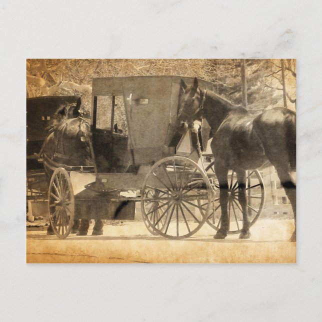 Buggy Before The Horse, Amish Bring Home New Horse Postcard (Front)
