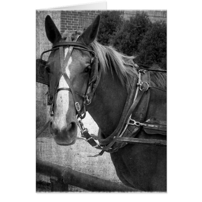 Buggy Horse at the Hitching Post Cards (Front)