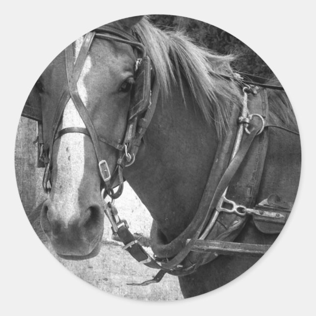 Buggy Horse at the Hitching Post Classic Round Sticker (Front)