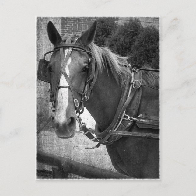 Buggy Horse at the Hitching Post Postcard (Front)