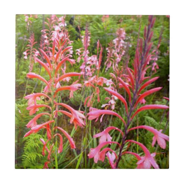 Bugle Lily (Watsonia) Flower, Eastern Cape Ceramic Tile (Front)