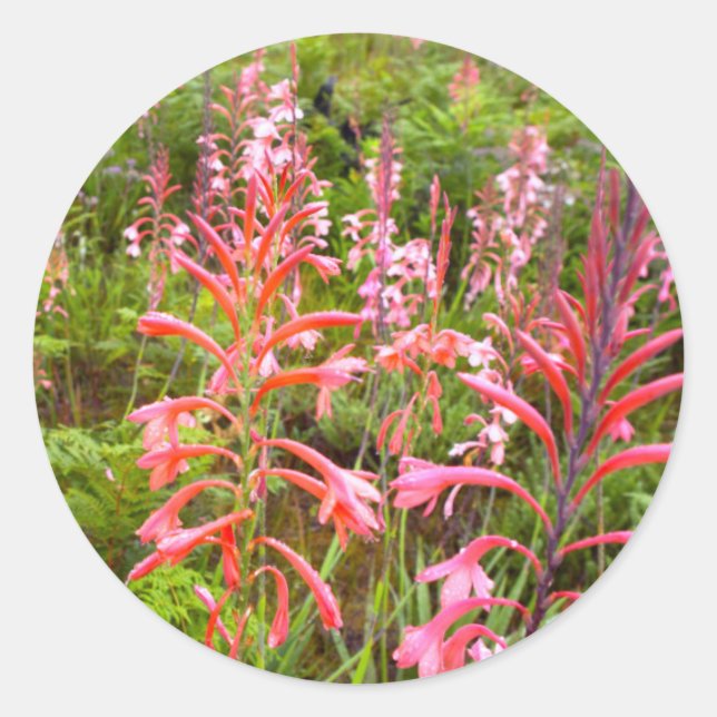 Bugle Lily (Watsonia) Flower, Eastern Cape Classic Round Sticker (Front)