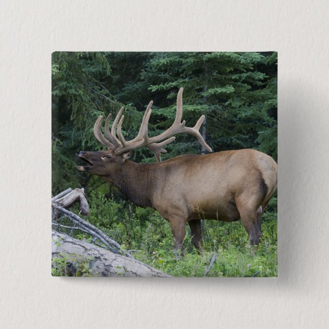 Bugling elk in Banff National Park, Canada. Button (Front)