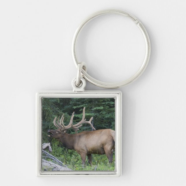 Bugling elk in Banff National Park, Canada. Keychain (Front)