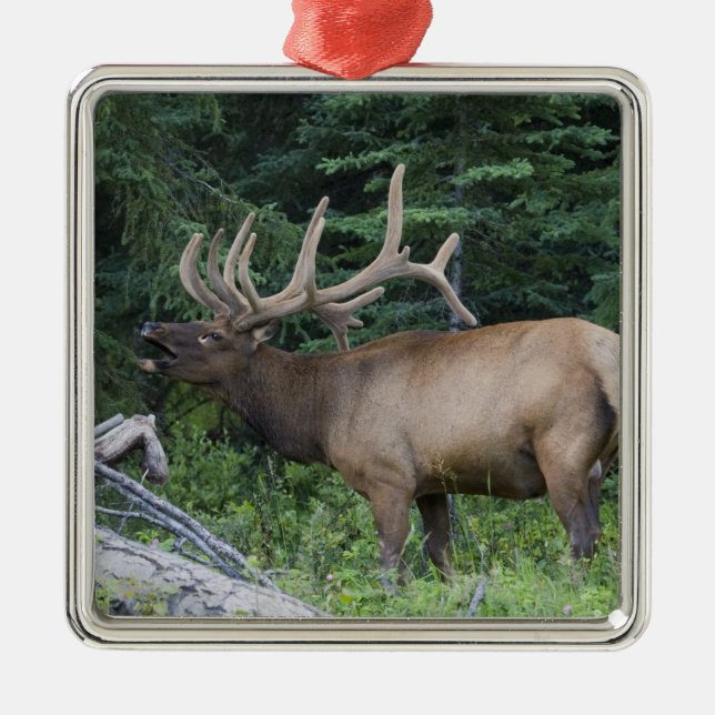 Bugling elk in Banff National Park, Canada. Metal Ornament (Front)