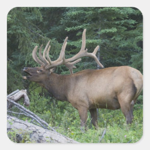 Bugling elk in Banff National Park, Canada. Square Sticker