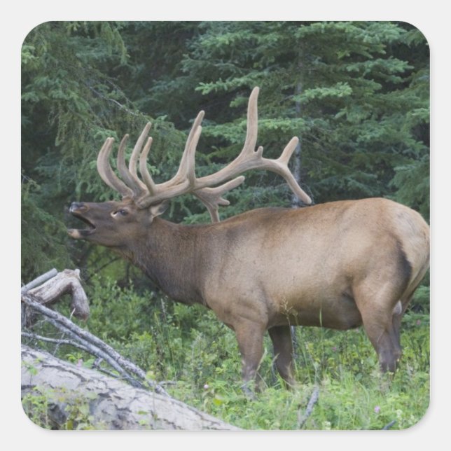 Bugling elk in Banff National Park, Canada. Square Sticker (Front)