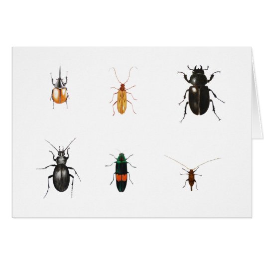 Bugs 2011 cards (Front Horizontal)