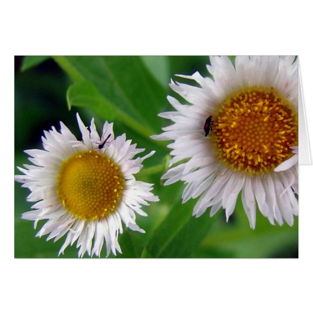 Bugs and White Flowers Cards (Front Horizontal)