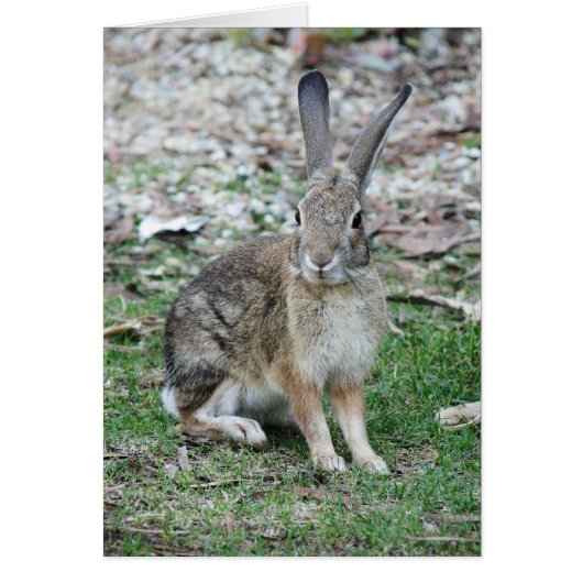 Bugs Bunny Cards (Front)