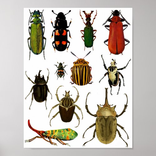 Bugs Insects Beetles Entomology wildlife Art Poster
