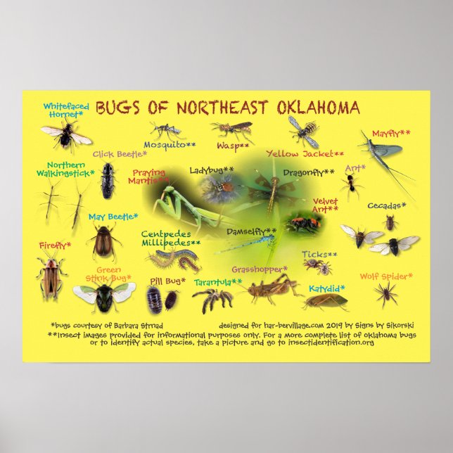 bugs of northeast Oklahoma poster 19p (Front)