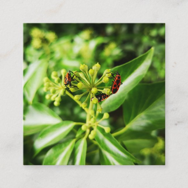bugs on green Card (Front)