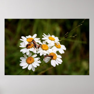 Bugs! Poster