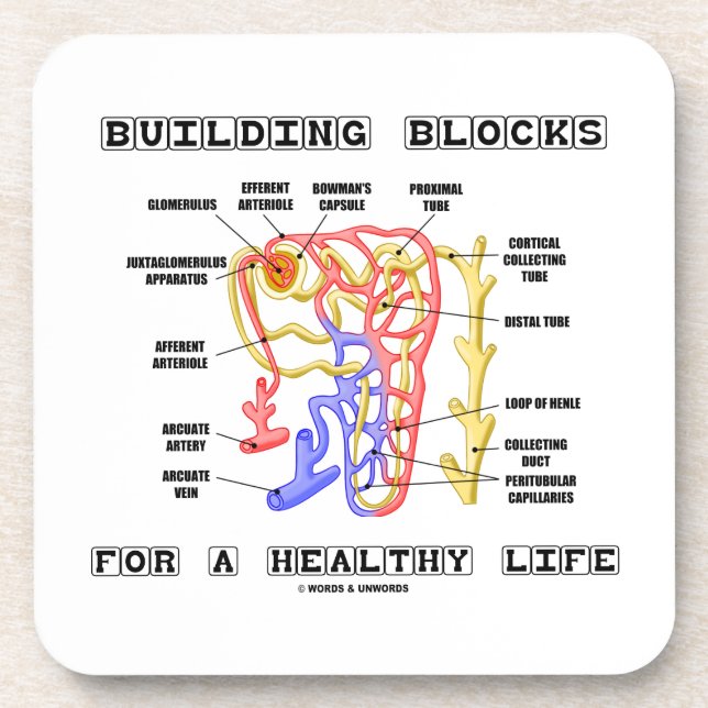 Building Blocks For A Healthy Life Kidney Nephron Drink Coaster (Front)