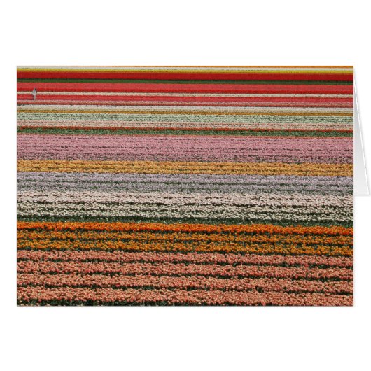 Bulb agriculture cards (Front Horizontal)