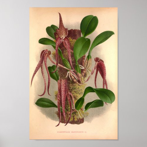 Bulbophyllum Grandiflorum Vintage Wine Orchids Poster