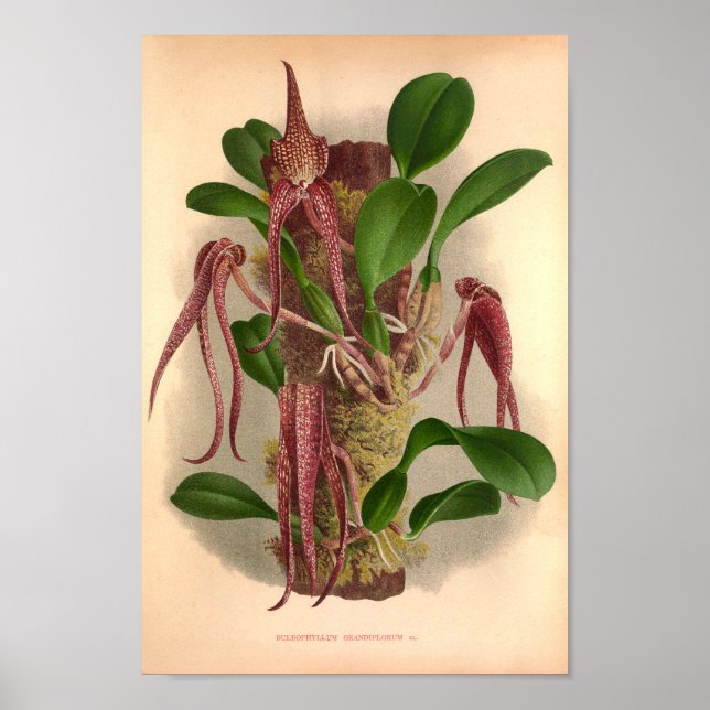 Bulbophyllum Grandiflorum Vintage Wine Orchids Poster (Front)