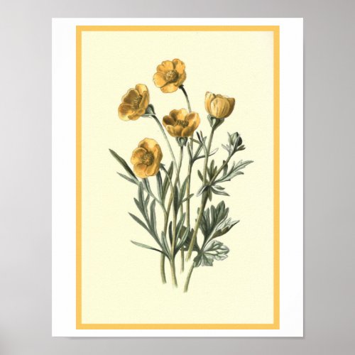 Bulbous Crowfoot Botanical Illustration Poster