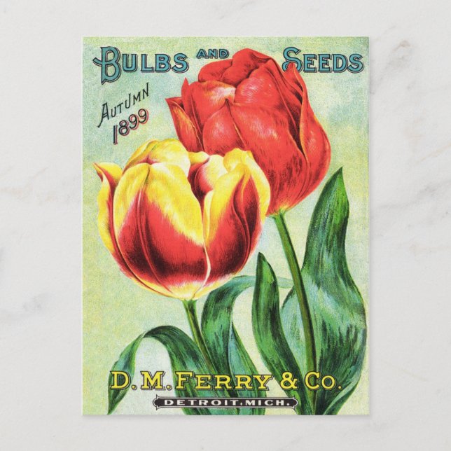 Bulbs and Seeds Red and Yellow Tulip Postcard (Front)