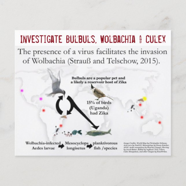 Bulbuls, Wolbachia & Culex (2-Sided) by RoseWrites Flyer (Front)