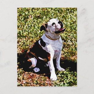 Buldog Sitting with Mouth Open Postcard
