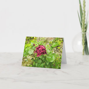 Bulgarian dark red rose thank you card