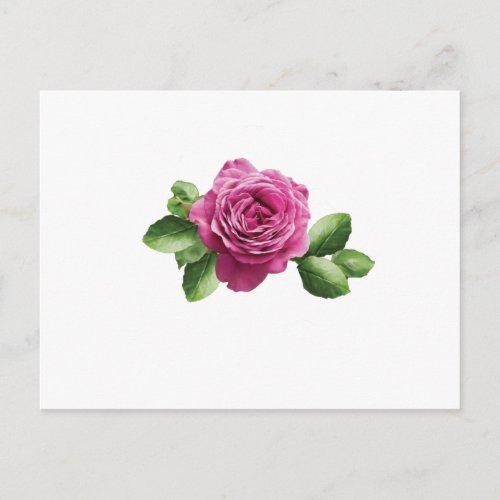Bulgarian purple rose postcard
