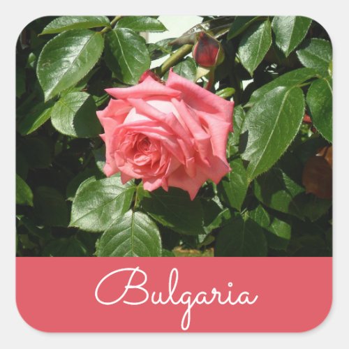 Bulgarian Rose Square Sticker