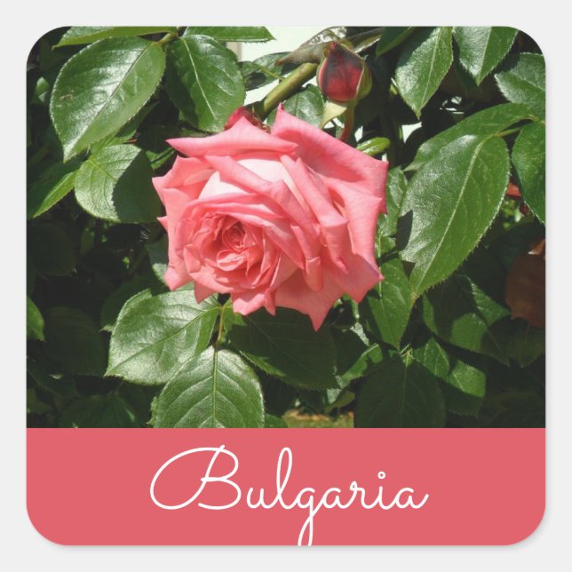 Bulgarian Rose Square Sticker (Front)