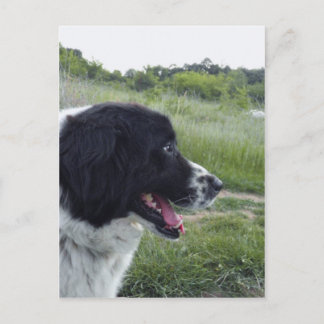 Bulgarian Sheepdog Postcard