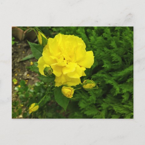 Bulgarian yellow roses postcard