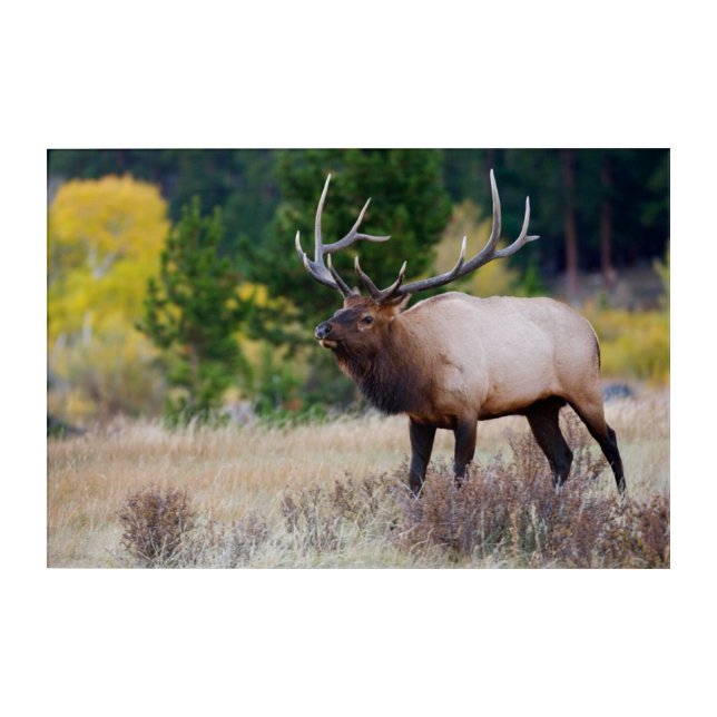 Bull & Aspen Trees | Rocky Mountain National Park Acrylic Print (Front)