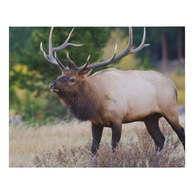 Bull & Aspen Trees | Rocky Mountain National Park Faux Canvas Print (Front)