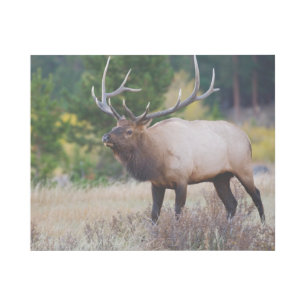 Bull & Aspen Trees   Rocky Mountain National Park Gallery Wrap
