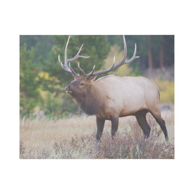 Bull & Aspen Trees | Rocky Mountain National Park Gallery Wrap (Front)
