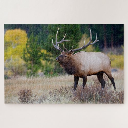 Bull  Aspen Trees  Rocky Mountain National Park Jigsaw Puzzle