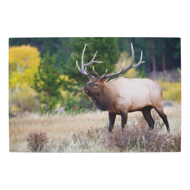 Bull & Aspen Trees | Rocky Mountain National Park Metal Print (Front)