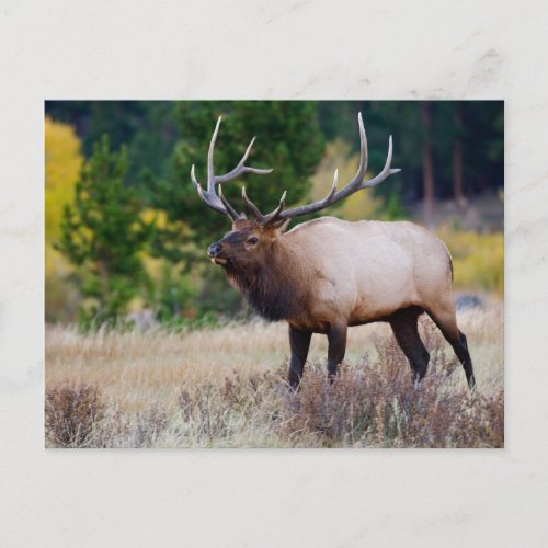 Bull  Aspen Trees  Rocky Mountain National Park Postcard