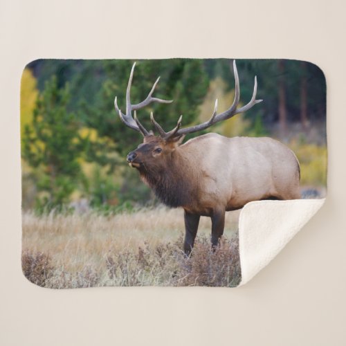 Bull  Aspen Trees  Rocky Mountain National Park Sherpa Blanket