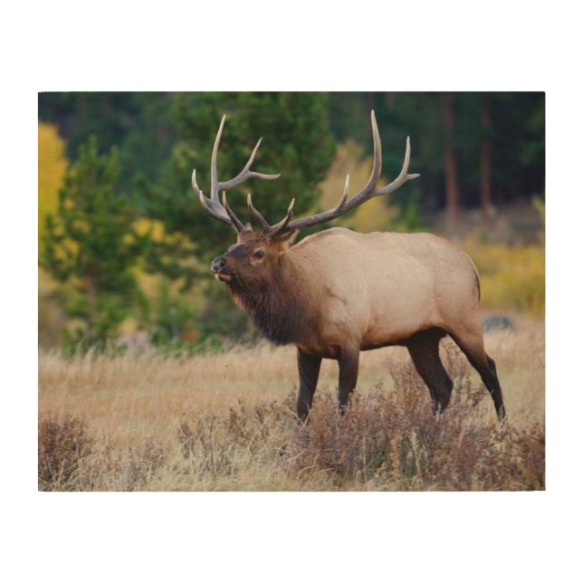 Bull & Aspen Trees | Rocky Mountain National Park Wood Wall Art (Front)