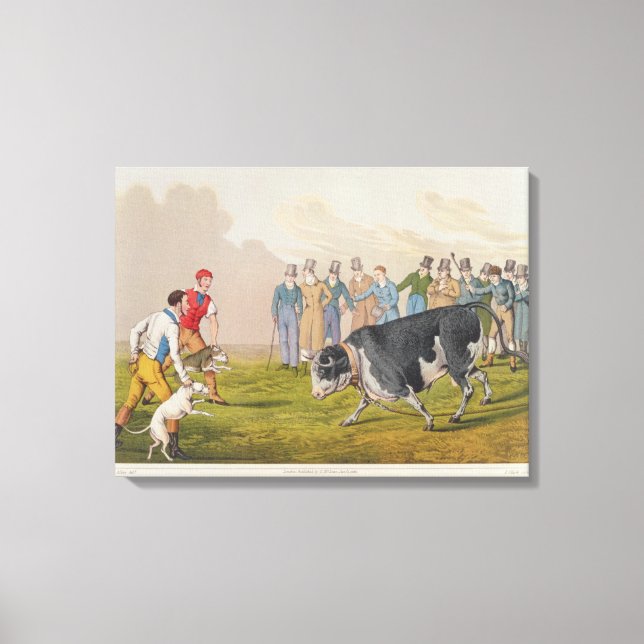 'Bull Baiting', pub.by Thomas McLean, 1820, (print Canvas Print (Front)